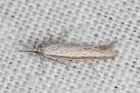 Pleurota ericella