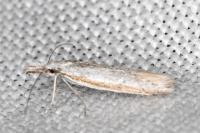 Pleurota ericella