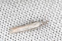 Pleurota ericella