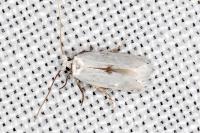 Pseudopostega chalcopepla