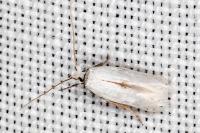 Pseudopostega chalcopepla