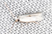 Pseudopostega chalcopepla