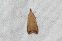 Dichomeris limosella
