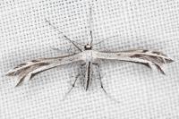 Calyciphora adamas