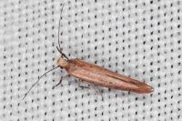 Zelleria hepariella