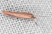 Zelleria hepariella