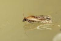 Eucosma