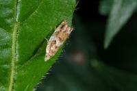 Epinotia abbreviana