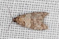 Isotrias stramentana