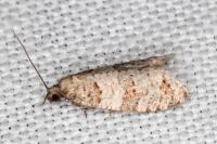 Isotrias stramentana