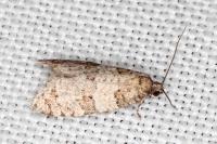 Isotrias stramentana