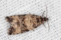Celypha rurestrana