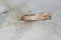 Crocidosema plebejana