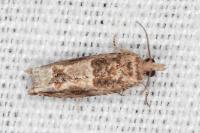 Crocidosema plebejana