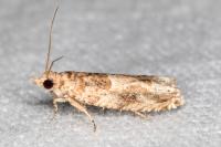 Crocidosema plebejana