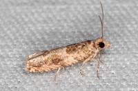 Crocidosema plebejana