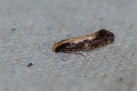 Monopis obviella