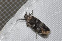 Gelechia sestertiella