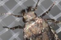 Gelechia sestertiella