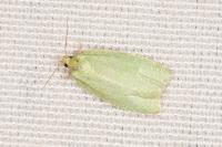 Tortrix viridana