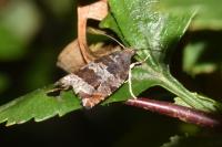 Ancylis achatana