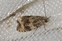 Celypha lacunana