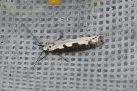 Ethmia bipunctella