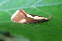 Harpella forficella