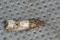 Notocelia rosaecolana