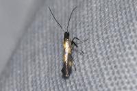 Euspilapteryx auroguttella