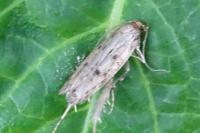 Hofmannophila pseudospretella