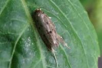 Hofmannophila pseudospretella
