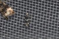 Elachista stabilella