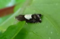 Pammene regiana