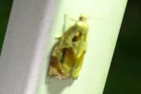 Archips crataegana