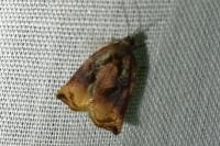 Archips podana