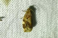 Archips xylosteana