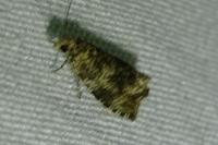 Celypha lacunana