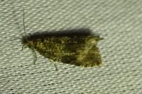 Celypha lacunana