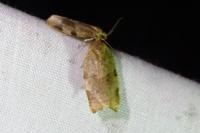 Choristoneura hebenstreitella