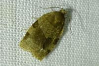 Choristoneura hebenstreitella