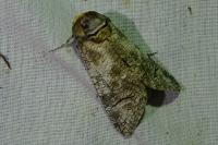 Cossus cossus