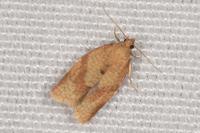 Clepsis consimilana