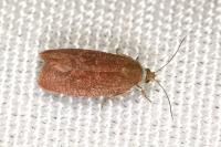 Clepsis consimilana