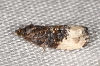 Hedya nubiferana