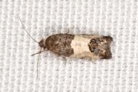 Spilonota ocellana