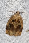 Archips crataegana