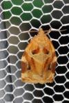 Archips xylosteana