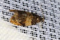 Celypha aurofasciana