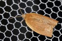 Clepsis consimilana